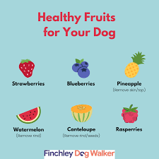 can dogs have blueberries