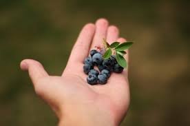 can dogs have blueberries